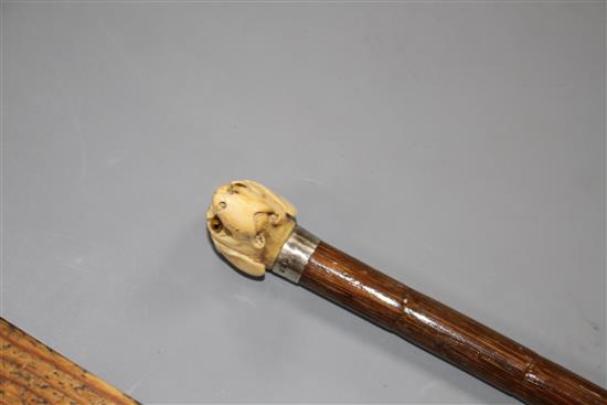 A walking stick, the ivory handle carved as a dogs head with glass eyes, silver collar, London 1918, overall length 84cm